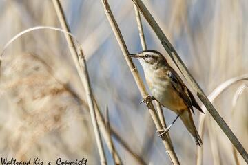 Das Schilf und seine gefiederten Bewohner
