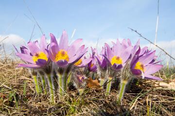 Die Pflanzen des Burgenlandes - Bewundernswerte Vielfalt!