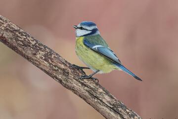 Wer singt denn da? - Vogelstimmen im Frühjahr erkennen