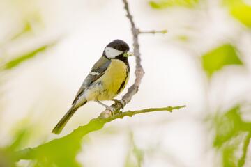 Vogelexkursion im Naturpark in der Weinidylle