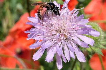 Vortrag zu Wildbienen & dem Anlegen von Wildblumenwiesen