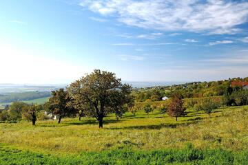 Sommer-Baumschnittkurs