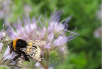 Naturnahe Gartengestaltung - Workshop