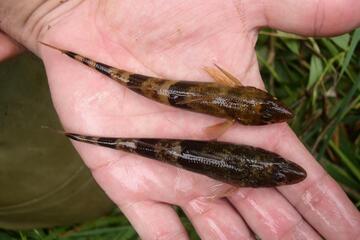 Die Fischfauna des Burgenlandes - von Strebern und Steinbeißern
