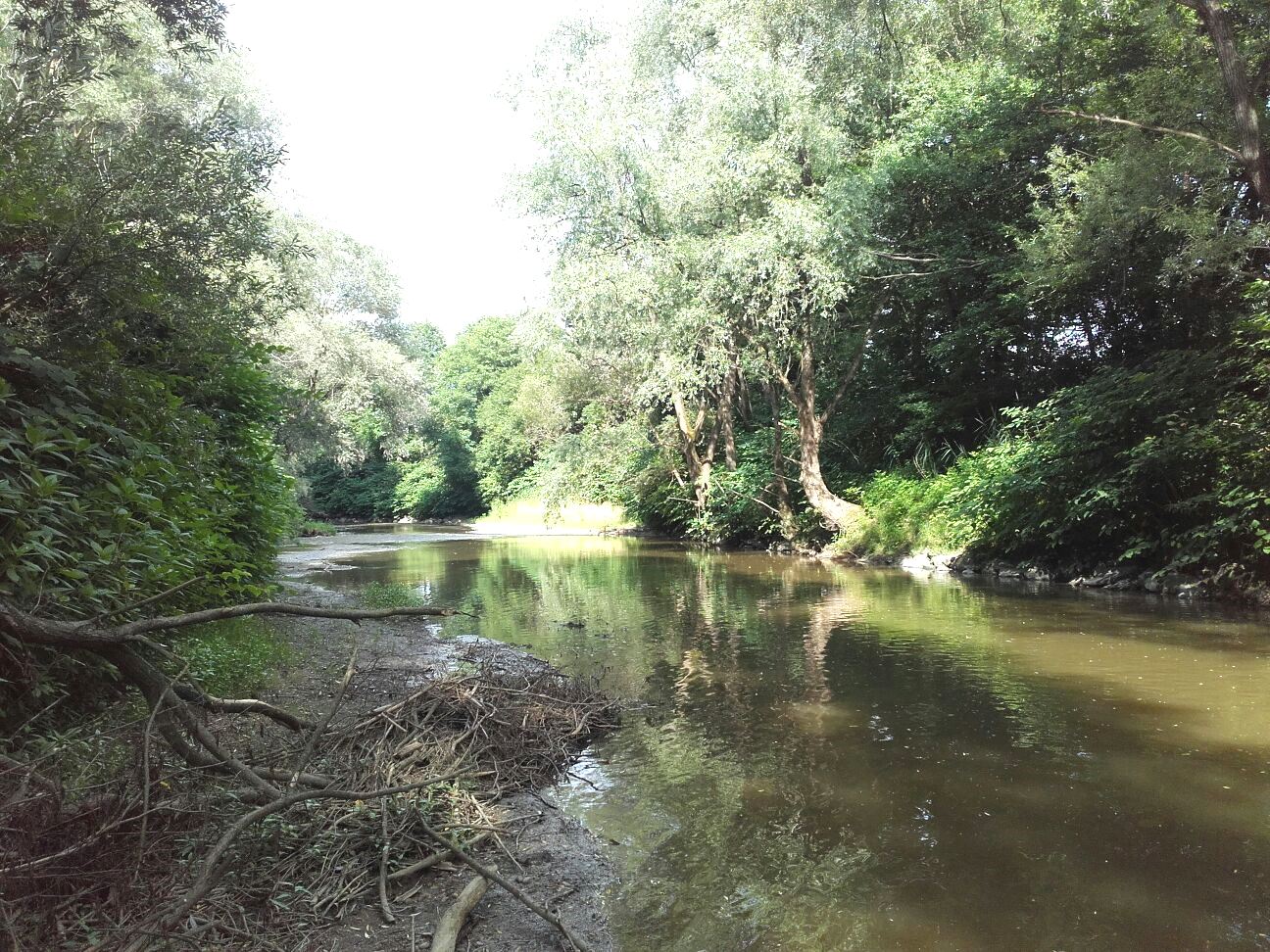 Heimische Fische in Bach und Fluss