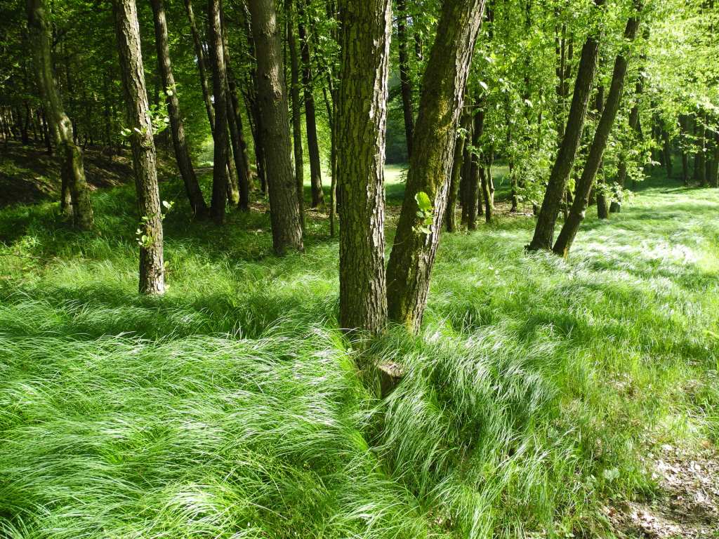 Artenvielfalt im Naturwald: Pflanzen und Tiere im Frühling