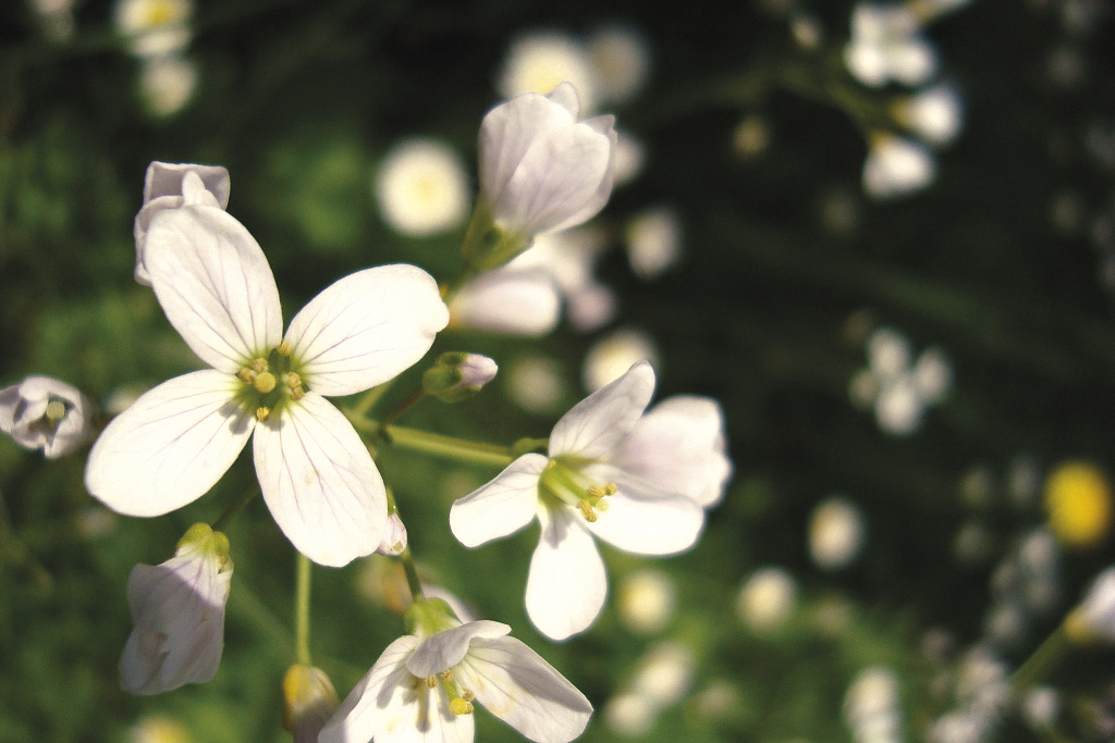 Artenvielfalt der Naturwiesen: Pflanzen und Tiere im Frühling