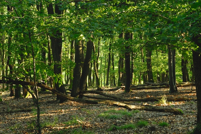 Ich seh den Wald vor lauter Bäumen nicht