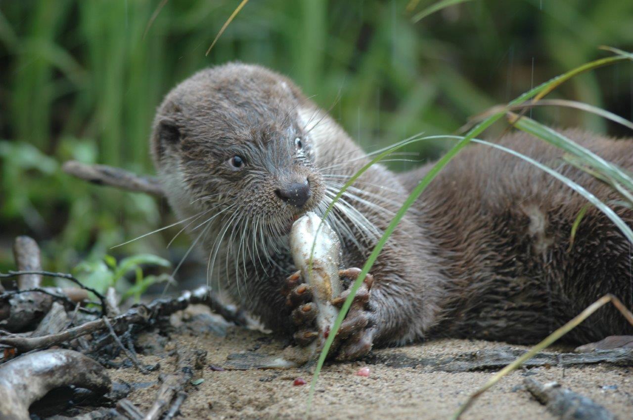 Fischotter: Geliebt und gefürchtet – Wie kann ein Zusammenleben gelingen?