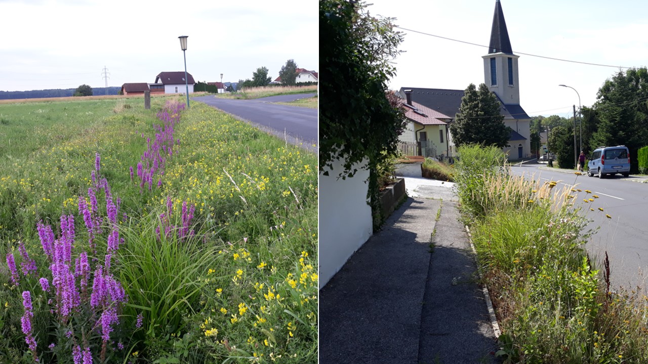 Naturnahe Pflege von Grünraum in Gemeinden – Schwerpunkt Straßenbegleitgrün, Böschungen, Blühflächen