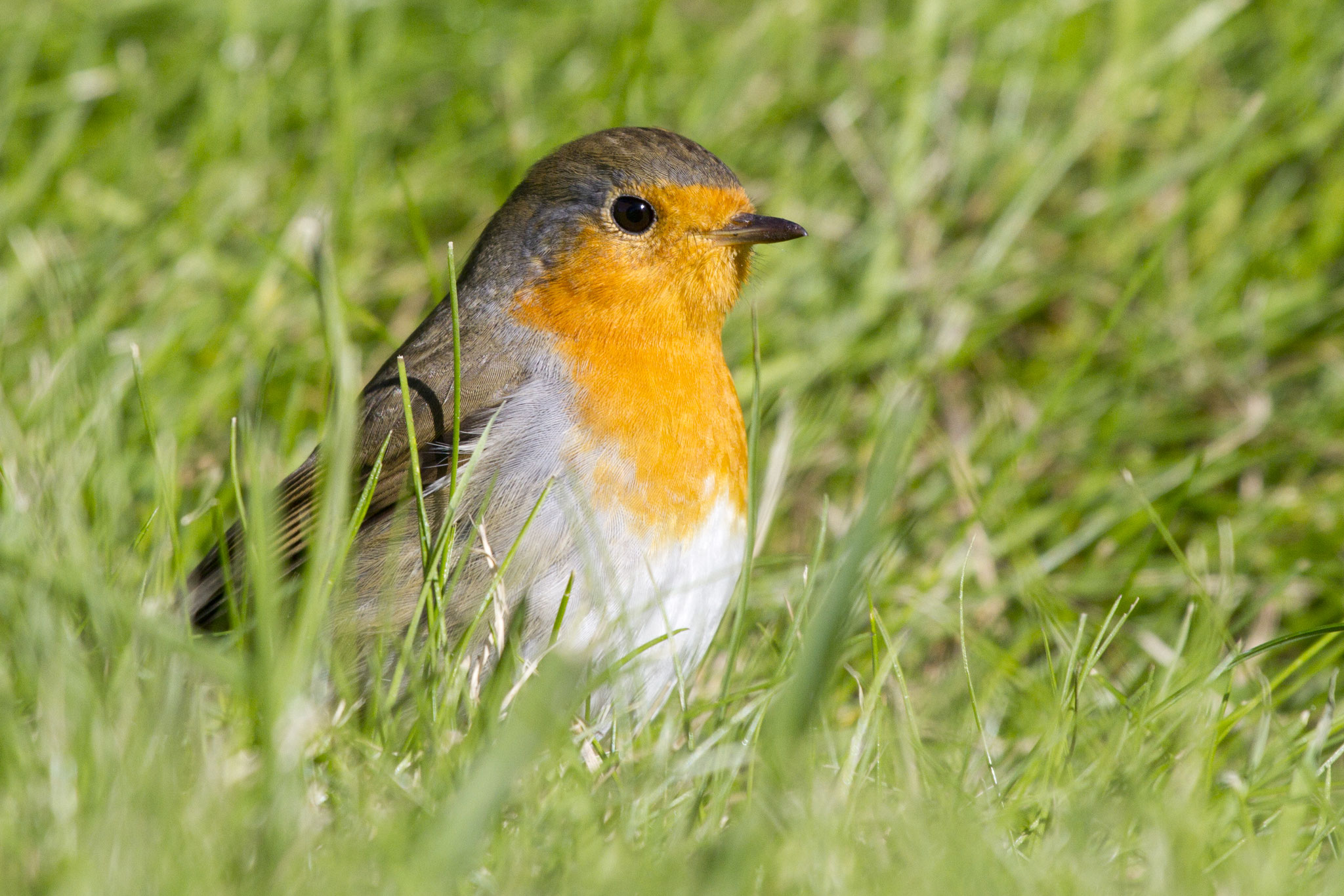 Gefiederte Dorfbewohner – Vögel in den Ortschaften erkennen, fördern und schützen