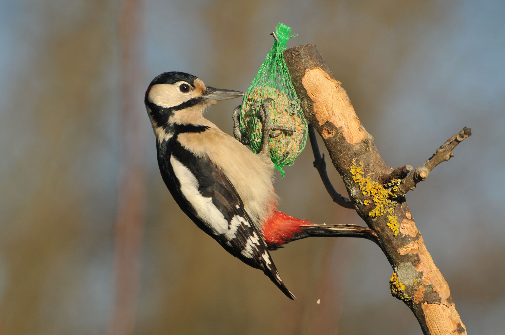 Grundlagen des Tierartenschutzes