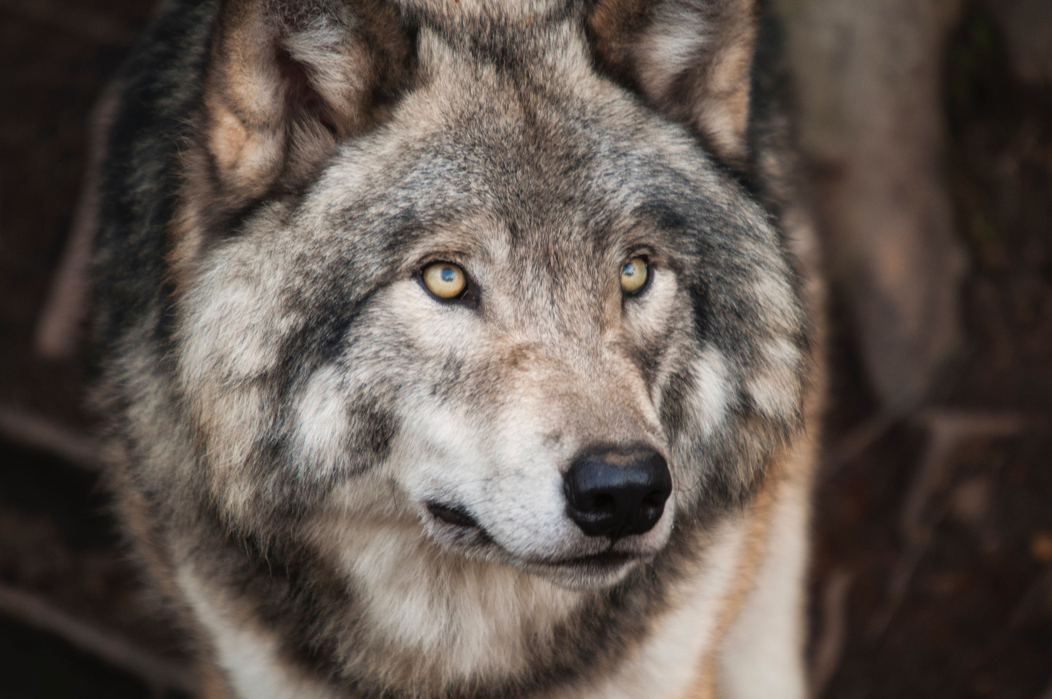 Der böse Wolf ist da