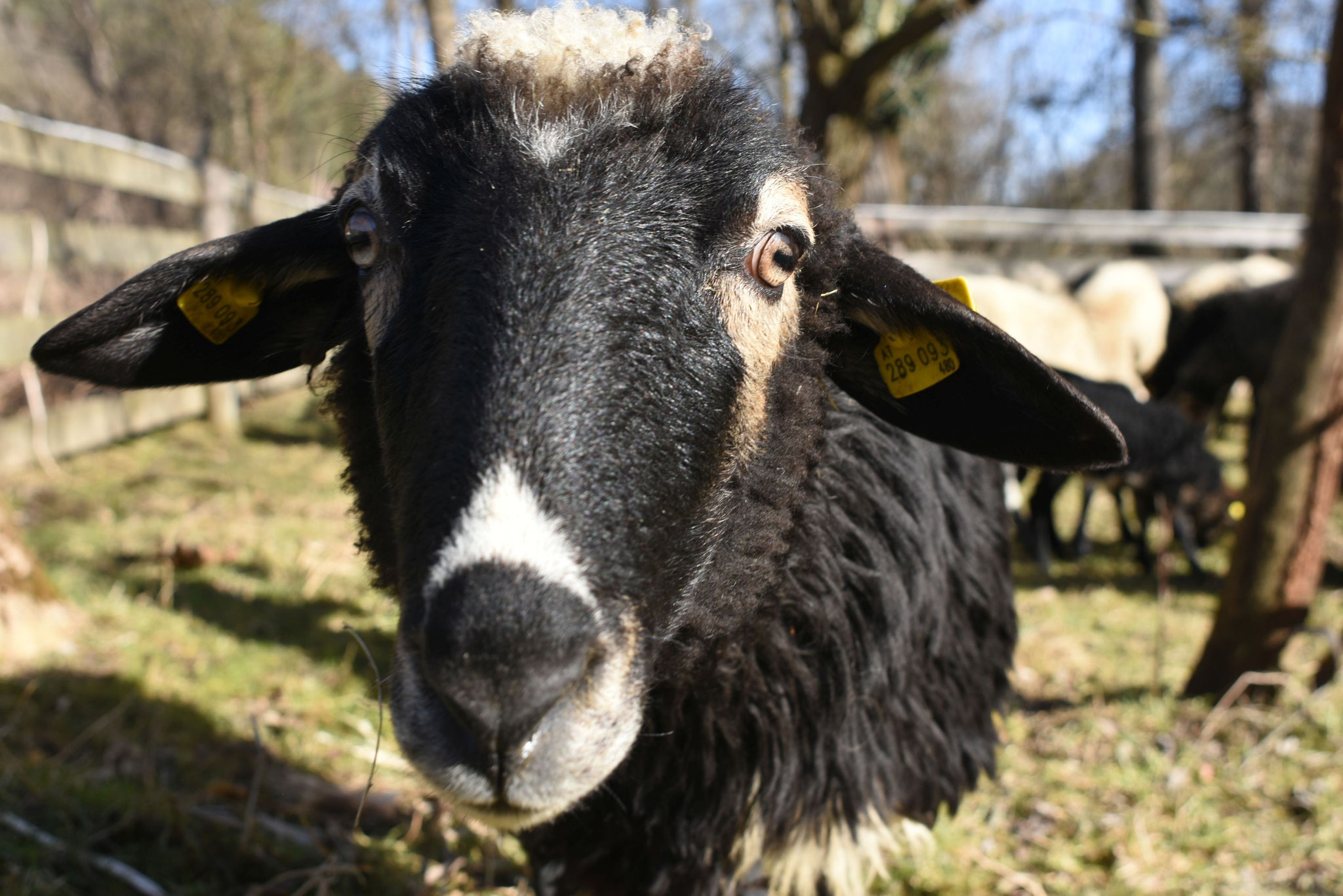 Auswirkungen von Beweidung auf die Vegetration