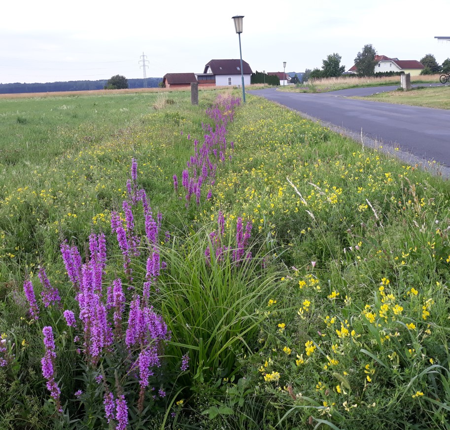 Naturnahe Pflege von Begleitgrün