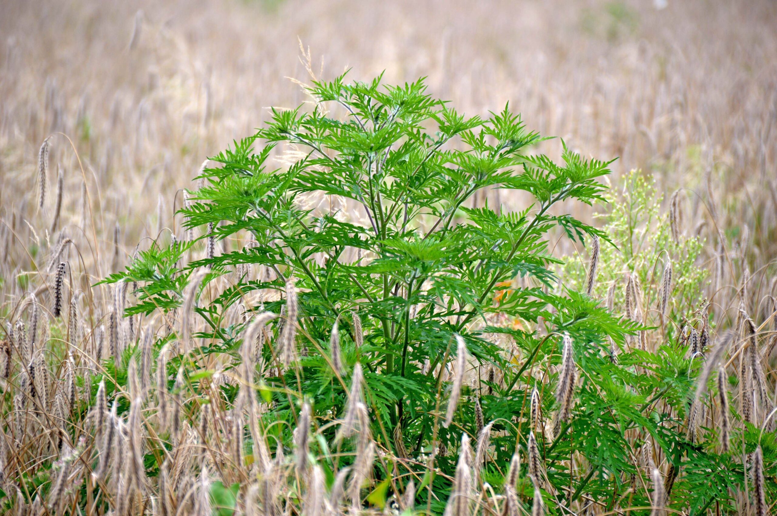 Infoveranstaltung Allergiepflanze Ragweed