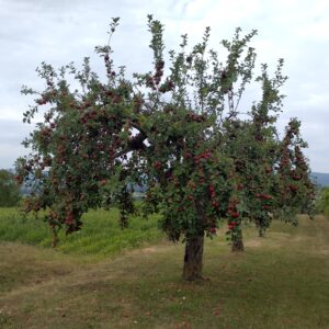 Obstbaumschnittkurs - Erziehung und Verjüngung von Obstbäumen